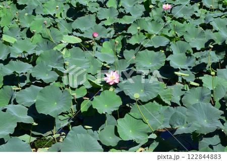 ハス沼 ラムサール条約登録地 122844883