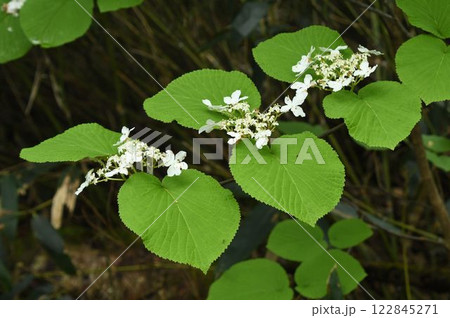 信州栂池で見た大きな対生の葉に両性花の周りに白色の装飾花をつけた花の花序が綺麗なオオカメノキ 122845271