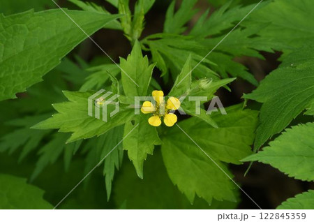 信州栂池で見た切れ込みのある葉の先につけた黄色の花が綺麗なカラフトダイコンソウ 122845359
