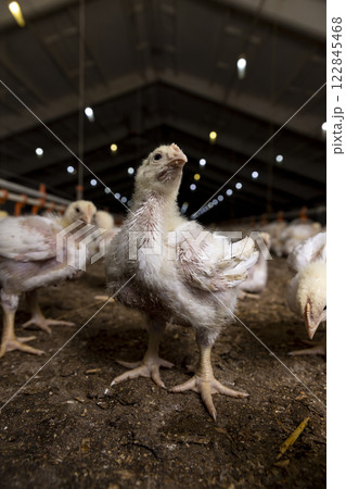 a poultry farm where chicken chickens are raised to produce meat products 122845468
