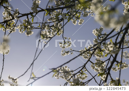 sunny weather in an orchard with cherries sunny weather in an orchard with cherries 122845473