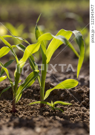 a monocultural field with fresh corn sprouts in fertile soil with fertilizers a monocultural field with fresh corn sprouts in fertile soil with fertilizers 122845477