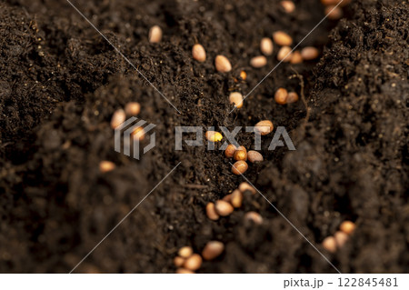 seeds of the same radish variety sown in fertile soil seeds of the same radish variety sown in fertile soil 122845481