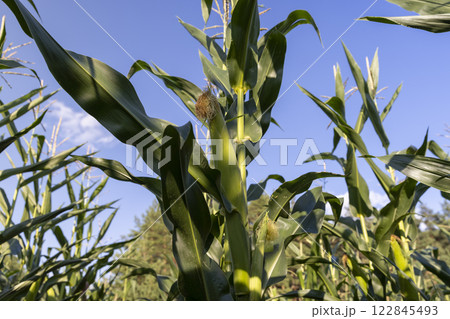 beautiful corn flowers in the summer in sunny weather beautiful corn flowers in the summer in sunny weather 122845493