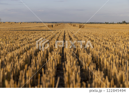 square stacks of golden wheat straw in a field at sunset square stacks of golden wheat straw in a field at sunset 122845494