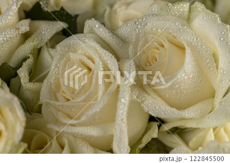 a group of small roses for gifts and other festive events a group of small roses for gifts and other festive events 122845500