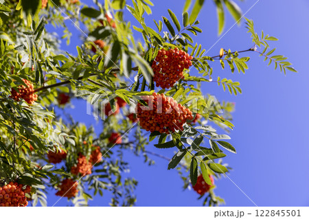 deciduous rowan trees with red berries in the park at the end of summer 122845501