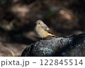 岩場に来たジョウビタキ 122845514