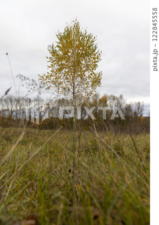 dreary nature in cloudy autumn weather and a lonely birch tree dreary nature in cloudy autumn weather and a lonely birch tree 122845558
