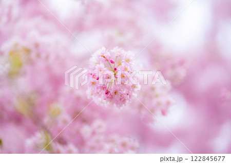 【桜素材】しだれ桜【長野県】 【桜素材】しだれ桜【長野県】 122845677