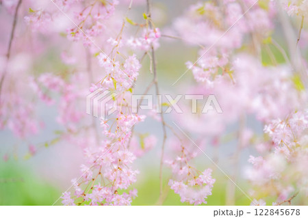 【桜素材】しだれ桜【長野県】 【桜素材】しだれ桜【長野県】 122845678
