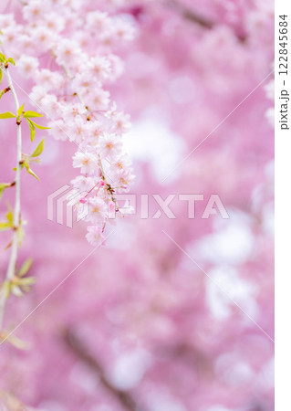 【桜素材】しだれ桜【長野県】 【桜素材】しだれ桜【長野県】 122845684