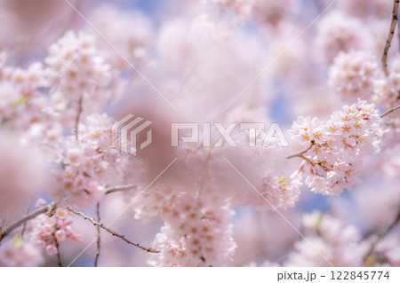 【桜素材】桜と青空【長野県】 【桜素材】桜と青空【長野県】 122845774