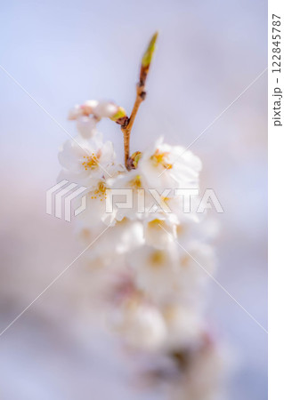 【桜素材】桜と青空【長野県】 122845787