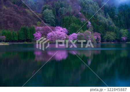【桜素材】霧の中綱湖のオオヤマザクラ【長野県】 【桜素材】霧の中綱湖のオオヤマザクラ【長野県】 122845887