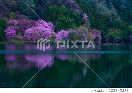 【桜素材】霧の中綱湖のオオヤマザクラ【長野県】 【桜素材】霧の中綱湖のオオヤマザクラ【長野県】 122845888