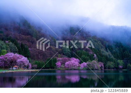 【桜素材】霧の中綱湖のオオヤマザクラ【長野県】 【桜素材】霧の中綱湖のオオヤマザクラ【長野県】 122845889