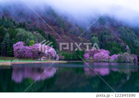【桜素材】霧の中綱湖のオオヤマザクラ【長野県】 122845890