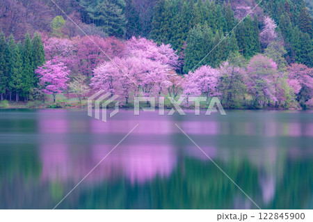 【桜素材】霧の中綱湖のオオヤマザクラ【長野県】 【桜素材】霧の中綱湖のオオヤマザクラ【長野県】 122845900