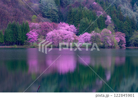 【桜素材】霧の中綱湖のオオヤマザクラ【長野県】 【桜素材】霧の中綱湖のオオヤマザクラ【長野県】 122845901