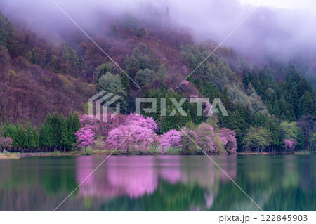 【桜素材】霧の中綱湖のオオヤマザクラ【長野県】 122845903