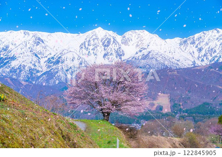 【桜吹雪素材】野平地区の一本桜と冠雪した北アルプス【長野県】 122845905