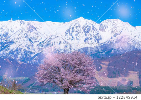 【桜吹雪素材】野平地区の一本桜と冠雪した北アルプス【長野県】 【桜吹雪素材】野平地区の一本桜と冠雪した北アルプス【長野県】 122845914