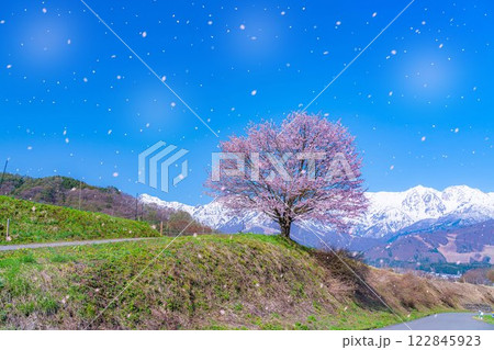 【桜吹雪素材】野平地区の一本桜と冠雪した北アルプス【長野県】 【桜吹雪素材】野平地区の一本桜と冠雪した北アルプス【長野県】 122845923