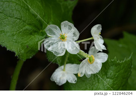 信州栂池で見た前日の雨で花弁が半透明になったサンカヨウの花が綺麗です 信州栂池で見た前日の雨で花弁が半透明になったサンカヨウの花が綺麗です 122846204