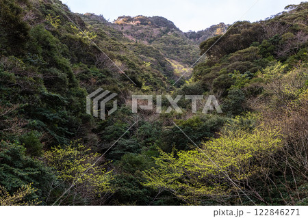 新緑若葉 神が宿る山 洋上アルプス屋久島 新緑若葉 神が宿る山 洋上アルプス屋久島 122846271
