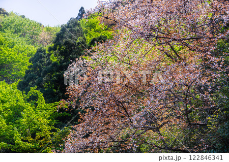 山桜とヤクシマオナガカエデの若葉 屋久島 山桜とヤクシマオナガカエデの若葉 屋久島 122846341