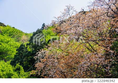 山桜とヤクシマオナガカエデの若葉　屋久島 122846342