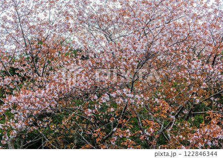 屋久島洋上アルプスの春(3月)綺麗に咲いた島の山桜 122846344