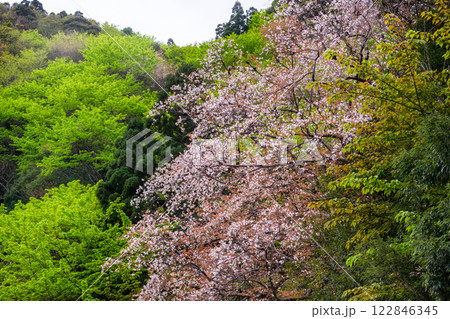 屋久島洋上アルプスの春(3月)綺麗に咲いた島の山桜 122846345