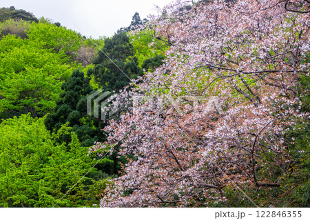ヤクシマオナガカエデの若葉と山桜 屋久島 ヤクシマオナガカエデの若葉と山桜 屋久島 122846355