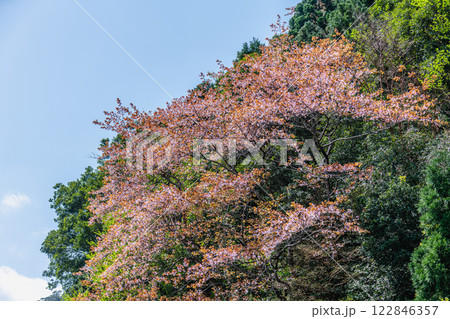 新緑若葉　神が宿る山　洋上アルプス屋久島 122846357