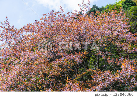 山桜 神が宿る山 洋上アルプス屋久島 山桜 神が宿る山 洋上アルプス屋久島 122846360