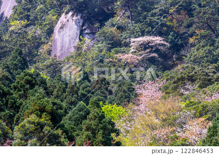 山桜とヤクシマオナガカエデの若葉 屋久島 山桜とヤクシマオナガカエデの若葉 屋久島 122846453