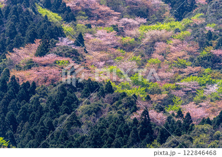 屋久島洋上アルプスの春(3月)ヤクシマオナガカエデの若葉と山桜 122846468
