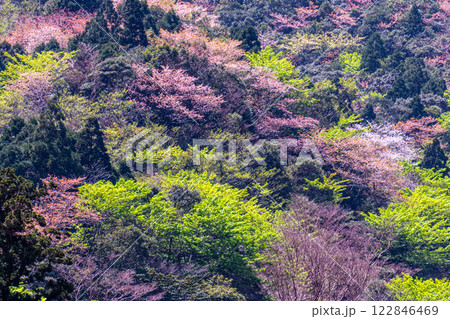 ヤクシマオナガカエデの若葉と山桜　屋久島 122846469