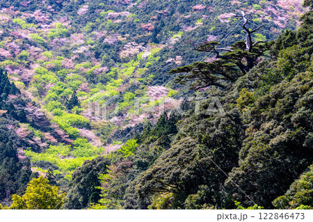 ヤクシマオナガカエデの若葉と山桜 屋久島 ヤクシマオナガカエデの若葉と山桜 屋久島 122846473