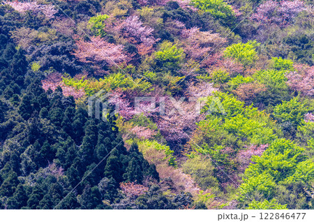ヤクシマオナガカエデの若葉と山桜 屋久島 ヤクシマオナガカエデの若葉と山桜 屋久島 122846477