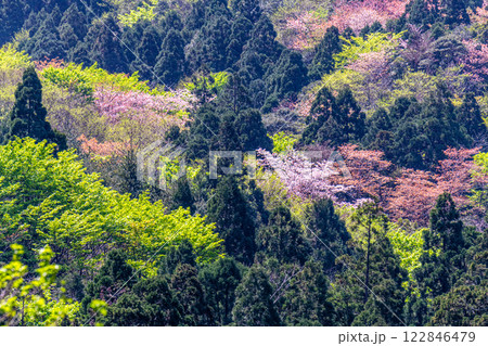 ヤクシマオナガカエデの若葉と山桜 屋久島 ヤクシマオナガカエデの若葉と山桜 屋久島 122846479