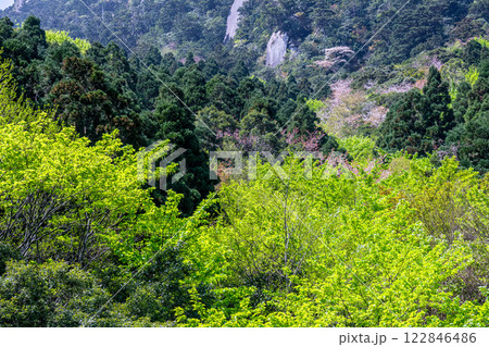 ヤクシマオナガカエデの若葉と山桜 屋久島 ヤクシマオナガカエデの若葉と山桜 屋久島 122846486