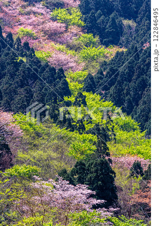 ヤクシマオナガカエデの若葉と山桜 屋久島 ヤクシマオナガカエデの若葉と山桜 屋久島 122846495