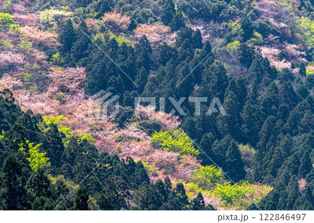 屋久島洋上アルプスの春(3月)ヤクシマオナガカエデの若葉と山桜 122846497