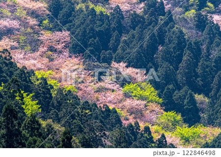 屋久島洋上アルプスの春(3月)ヤクシマオナガカエデの若葉と山桜 122846498