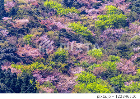 ヤクシマオナガカエデの若葉と山桜 屋久島 ヤクシマオナガカエデの若葉と山桜 屋久島 122846510
