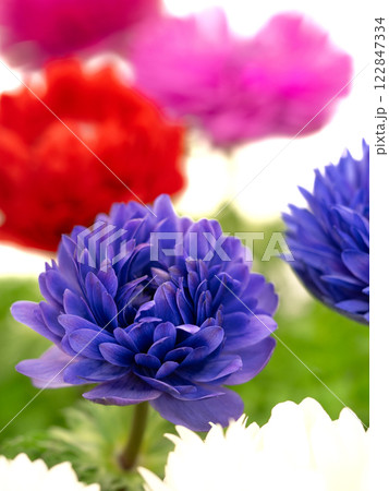 アネモネの花 アネモネの花 122847334