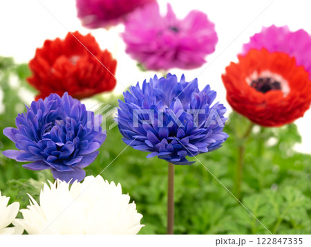アネモネの花 アネモネの花 122847335